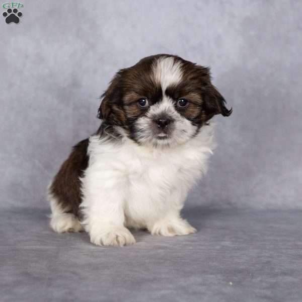 Captain, Shih Tzu Puppy